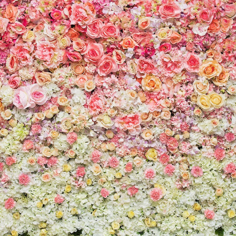 Hintergrund Rose Wall